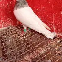 طوقی الماسی نر