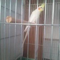 جفت عروس هلندی کینگ سایز|پرنده|خرمدره, |دیوار