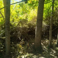 فروش چوب درخت|خدمات باغبانی و درختکاری|دزپارت, |دیوار