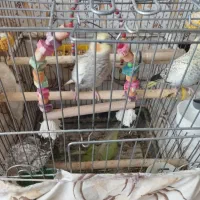 عروس آلبینو دستی