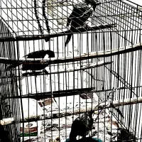 پرنده خوش صدا