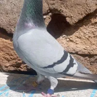 جفت راهکش مسابقات