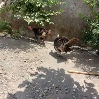 بوقلمون|حیوانات مزرعه|هشتگرد, هشتگرد قدیم|دیوار