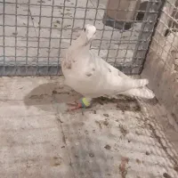 کفتر  کبوتر|پرنده|تهران, قصر فیروزه ۲|دیوار