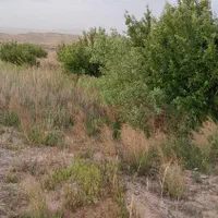 فروش زمین کشاورزی|فروش دفتر صنعتی، کشاورزی، تجاری|تهران, گمرک|دیوار