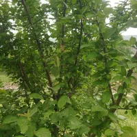 فروش زمین کشاورزی(باغ)|فروش دفتر صنعتی، کشاورزی، تجاری|ایوان, |دیوار