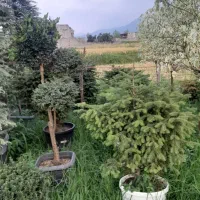 پالم .فتونیا .یاس.مورت|گل و گیاه طبیعی|املش, |دیوار