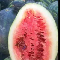 هندوانه دیم شیرین