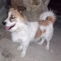 سگ پاکوتاه زرنگ و باهوش و زیبا