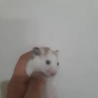 همستر سوری|موش و خرگوش|تهران, نعمت‌آباد|دیوار