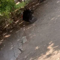 بوقلمون