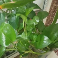 زمین معاوضه با ماشین بوستان