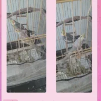 فروش عروس هلندی ۲ساله