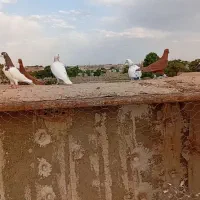کفتر