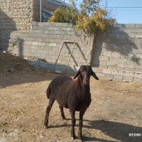 «بره قوچ همو»