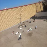 کبوتر