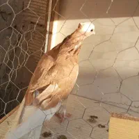 کفتر پرشی شازده زردگرگی زردنررستاخیزکاسکو انگلیسی|پرنده|تهران, وردآورد|دیوار