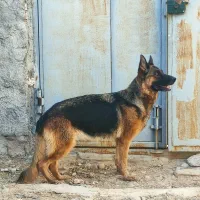 سگ ژرمن شپرد خالص