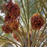 خریدار خرما
