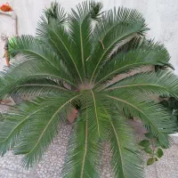 گل‌های خانگی باغچه ای گل کاغذی گلدونی ۳۵۰