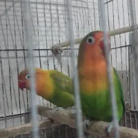 طوطی برزیلی اهلی|پرنده|مرند, |دیوار