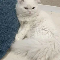 واگذاری گربه چشم دورنگ|گربه|قم, پردیسان|دیوار