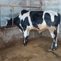 3راس دورگ محلی نر
