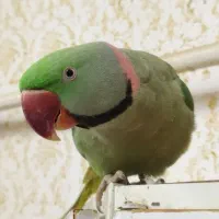 شاه طوطی سخنگو ورام دستی|پرنده|اردبیل, |دیوار