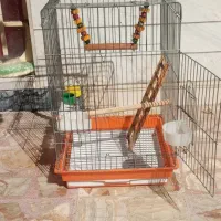 قفس بزرگ عروس هلندی و کاسکو