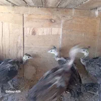 جوجه‌طاووس‌مرغ‌کوهی‌اردک‌پنگوینی‌واسراییلی|حیوانات مزرعه|قم, نخودی|دیوار
