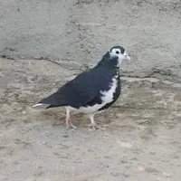 ساده سیاه ماده جلو بسته عروسک|پرنده|تربت‌حیدریه, ترمینال|دیوار