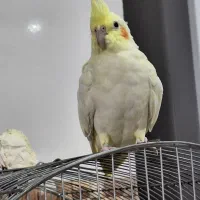 عروس هلندی ماده