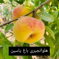 نهال بادام و گردو و ارقام مختلف میوه زود بارده|خدمات باغبانی و درختکاری|فیروزکوه, |دیوار