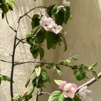 باغ ۷۹۰متر دماوند|فروش خانه و ویلا|دماوند, دماوند|دیوار