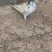 5کبوتر|پرنده|شادگان, |دیوار