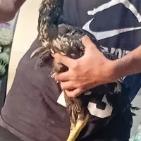 دو عدد جوجه خروس لاری 4.5 ماه