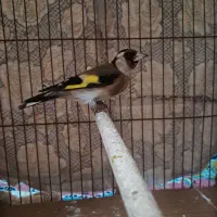 سهره ماده چونه|پرنده|رشت, حافظ آباد|دیوار