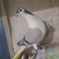 نر واز دمگیر  بومی