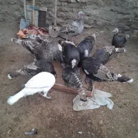 ۱۰ عدد بقلمون ۵ ماده ۵ نر