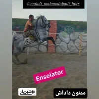 فروش چند راس اسب کرد خوب