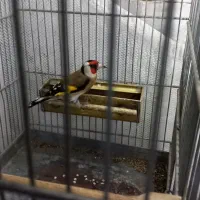 سهره لرستان یه ماه قفس و گردن کلفت