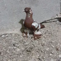 کبوتر