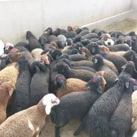 چند دسته بره جنس دار|حیوانات مزرعه|قم, انسجام|دیوار