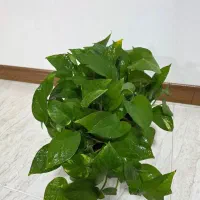 گل های طبیعی
