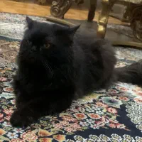 گربه پرشین بلک نر