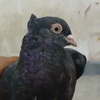 زاغ ابادانی ماده