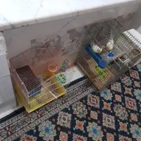 جفت عروس هلندی باقفس