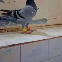 کفتر سبز دو خط جفت ماده