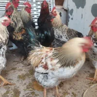 خروس چاق وکاملا ارگانیک|حیوانات مزرعه|قصرشیرین, |دیوار