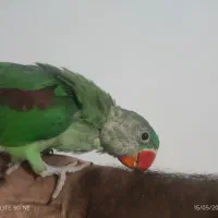 جوجه شاه طوطی